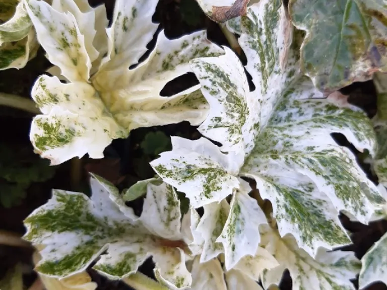 Acanthus hybride 'Whitewater' ®