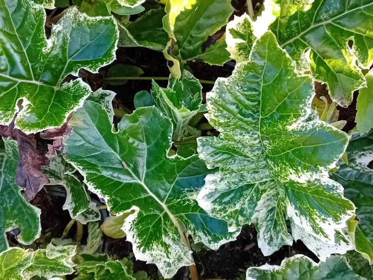 Acanthus 'Snow Storm'