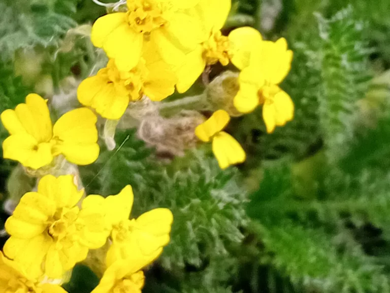 Achillea chrysocoma 'Grandiflora'