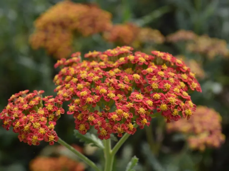 Achillea hybride 'Walther Funcke'