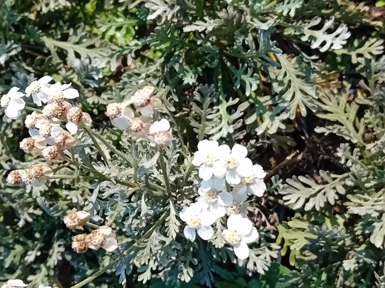Achillea kellereri