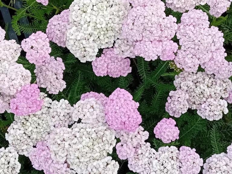 Achillea millefolium 'Apple Blossom'