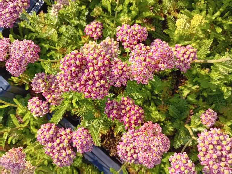 Achillea millefolium 'Desert Eve Red'