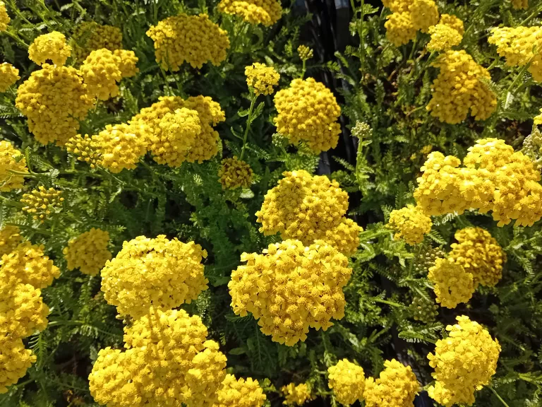 Achillea millefolium 'Desert Eve Yellow'