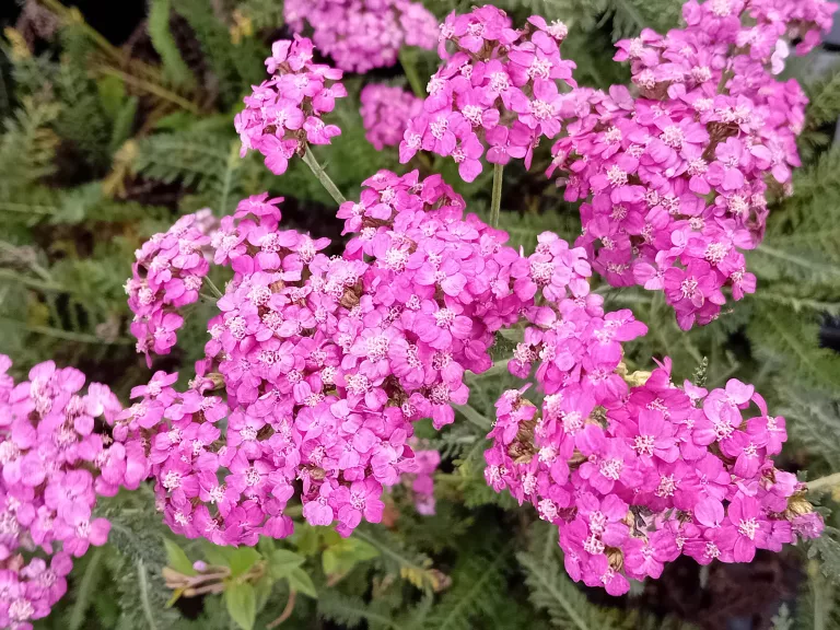 Achillea millefolium 'Heidi'