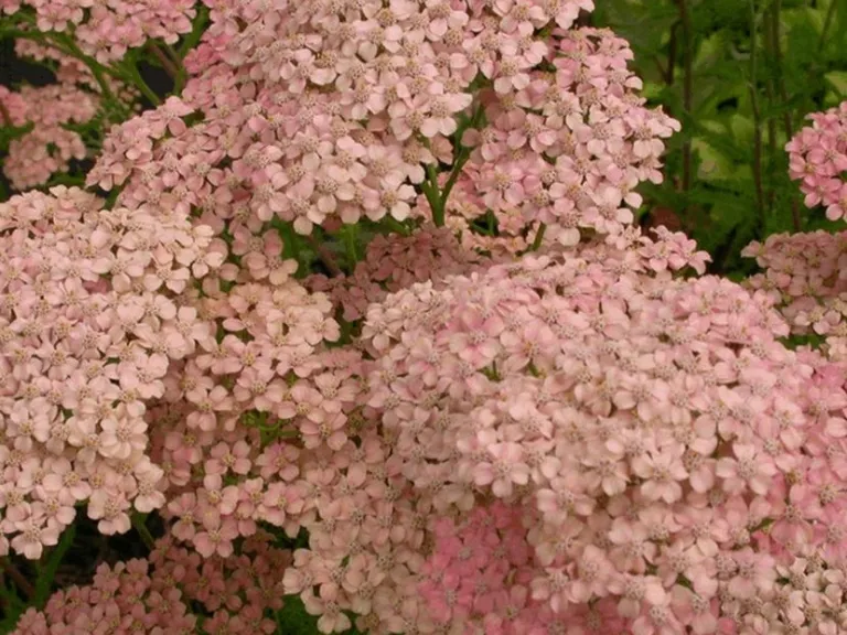 Achillea millefolium 'Lachsschönheit'