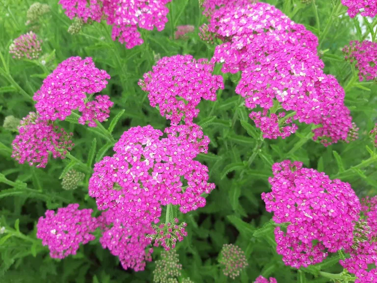 Achillea millefolium 'Pretty Belinda' ®