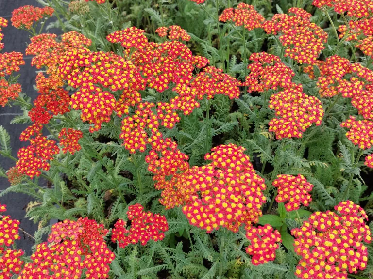 Achillea millefolium 'Safran'
