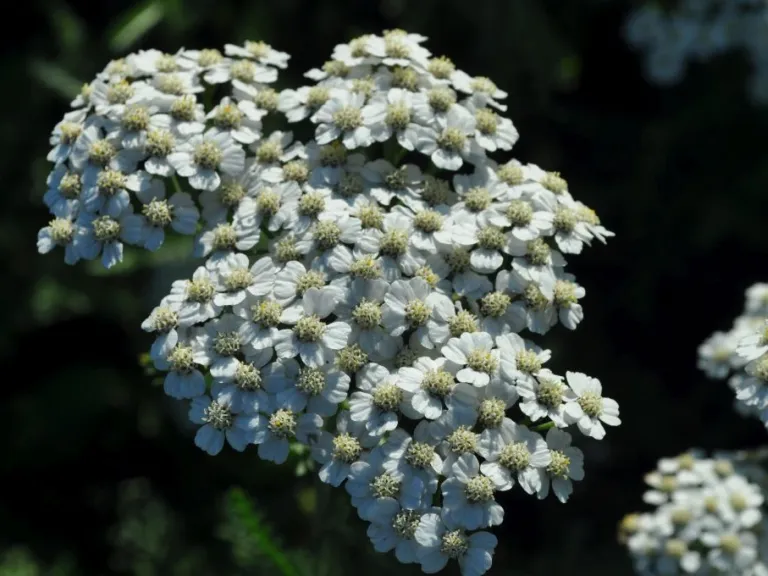 Achillea millefolium 'Schneetaler'
