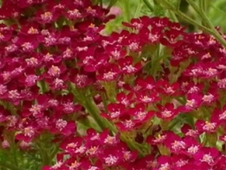 Achillea millefolium 'Summerwine'