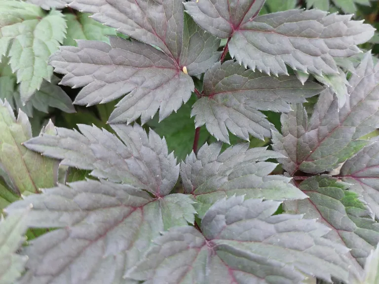 Actaea simplex 'Atropurpurea'