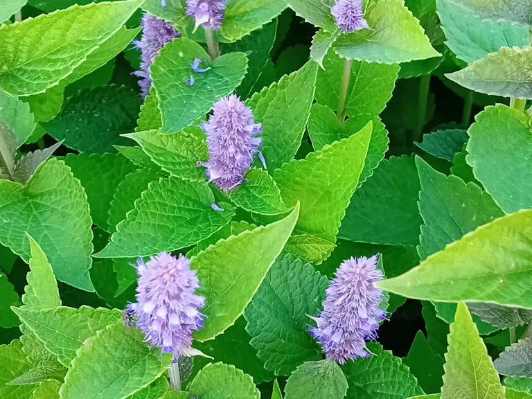 Agastache foeniculum