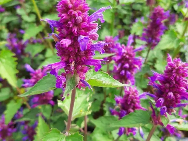 Agastache hybride 'Blue Boa' (PBR)