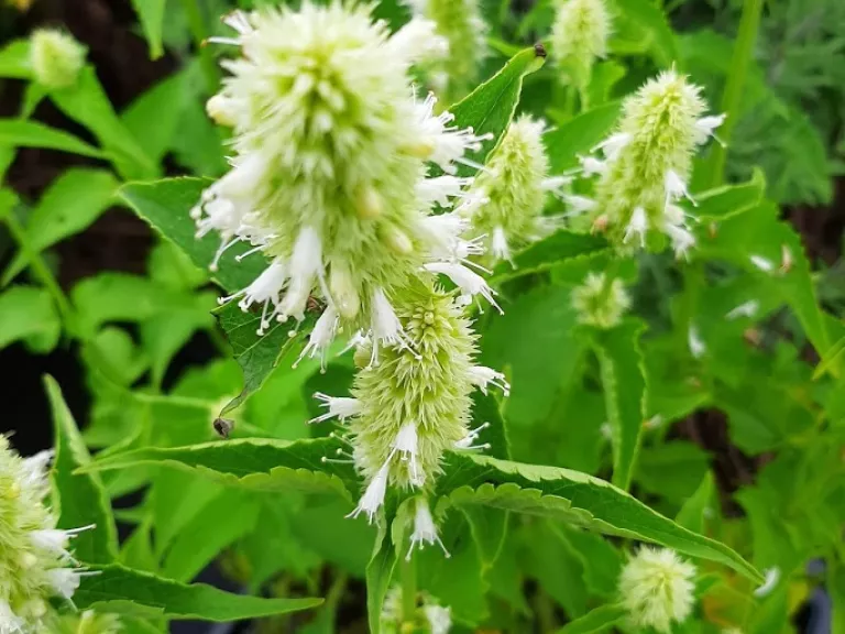 Agastache rugosa 'Alabaster'