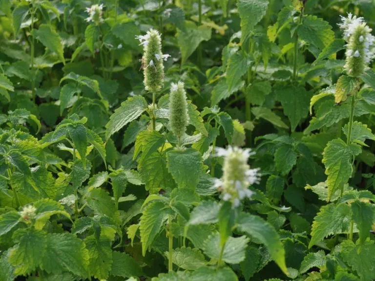 Agastache rugosum 'Alba' (Liquorice White)