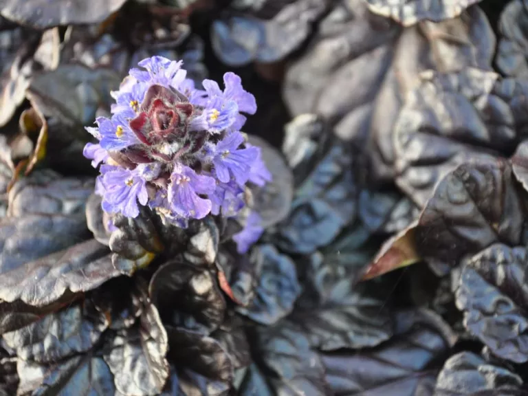 Ajuga reptans 'Black Scallop' (PBR)
