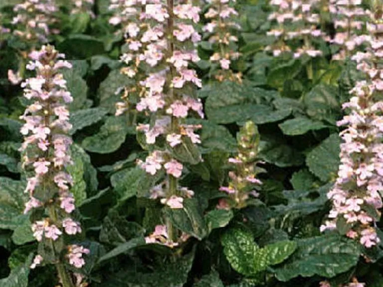 Ajuga reptans 'Purple Torch'