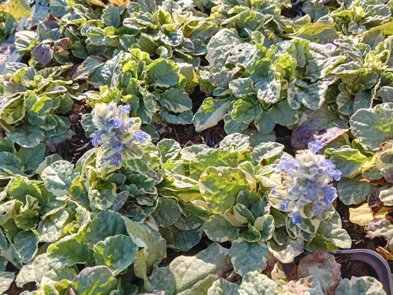 Ajuga reptans 'Variegata'