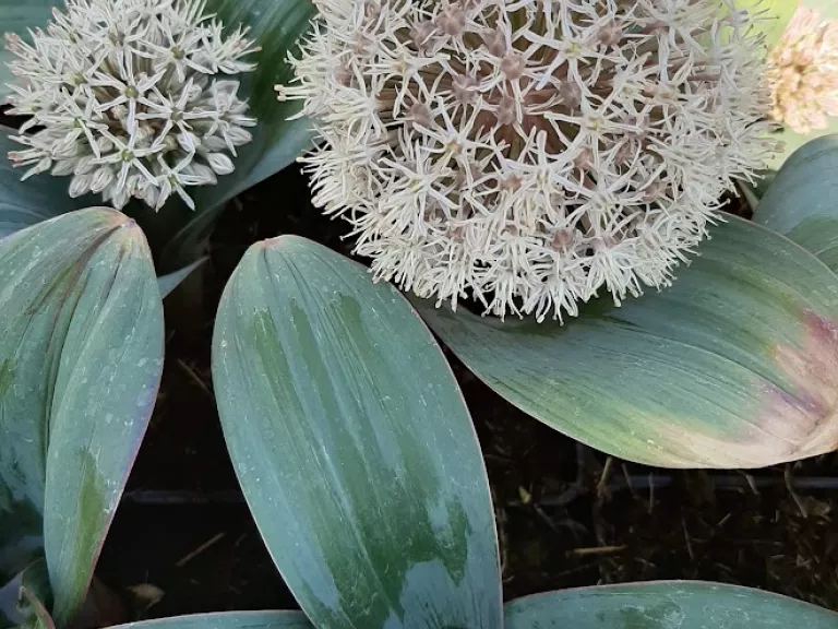 Allium karataviense P9