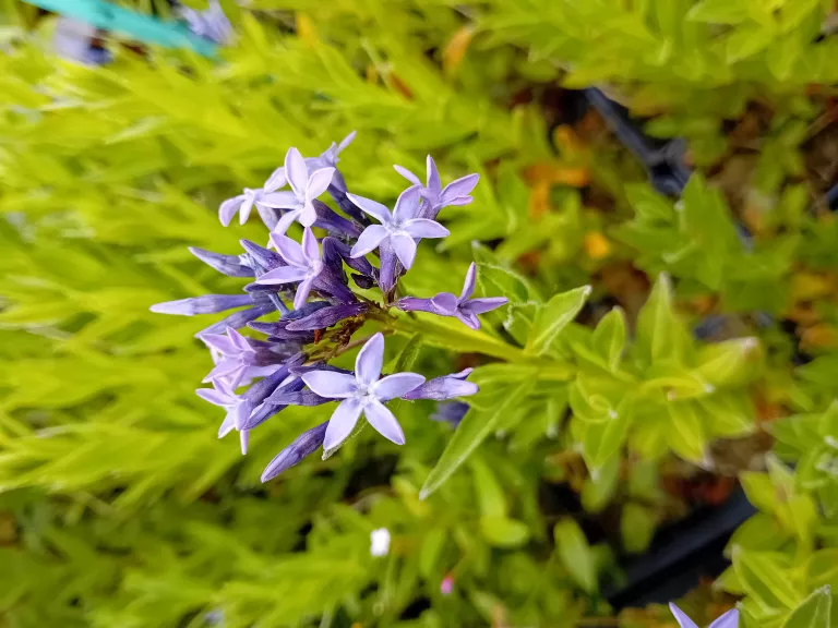 Amsonia orientalis