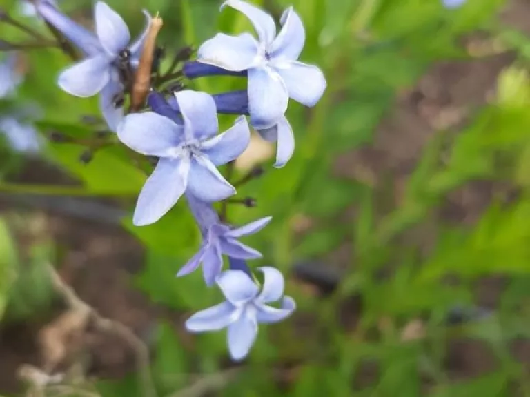 Amsonia hybride 'Blue Ice'
