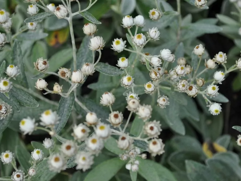 Anaphalis triplinervis 'Silberregen'
