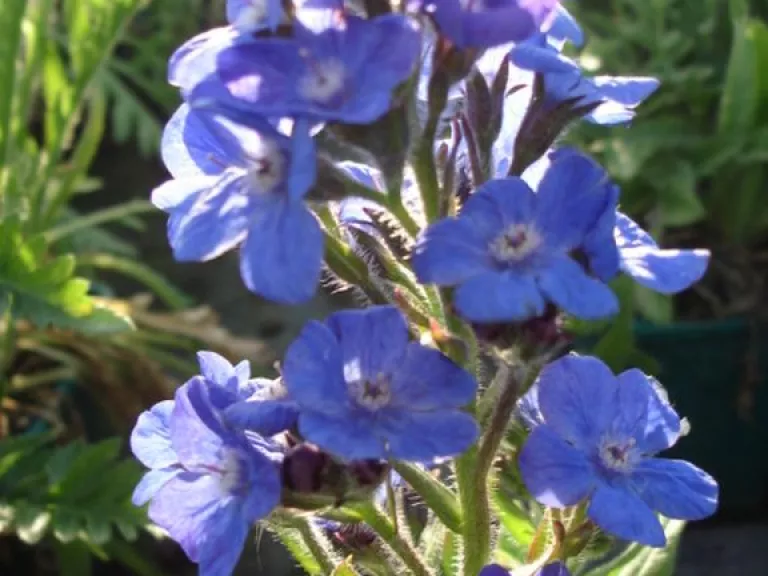 Anchusa azurea 'Loddon Royalist'