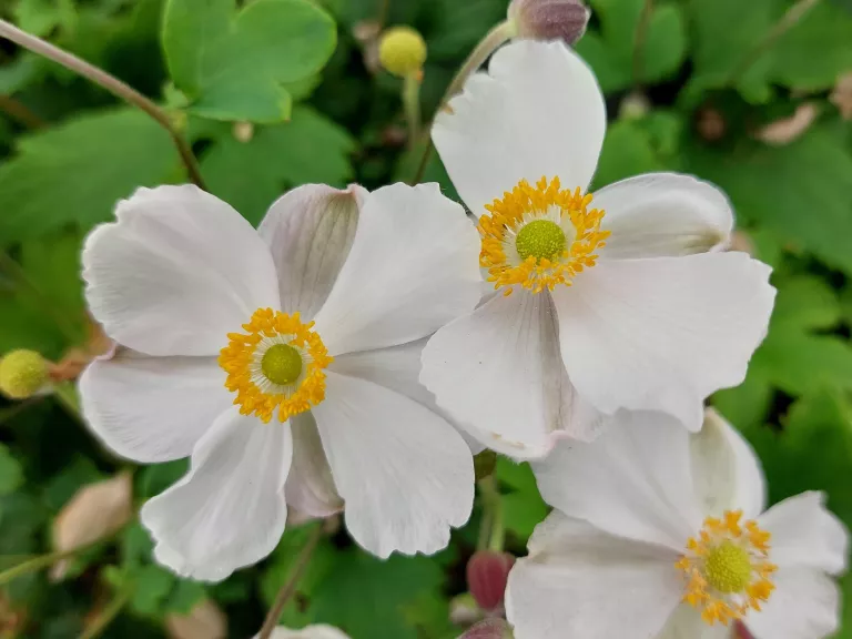 Anemone hupehensis 'Elsa' (PBR)