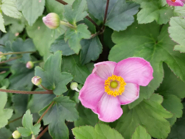 Anemone hupehensis 'Jasmine' (PBR)