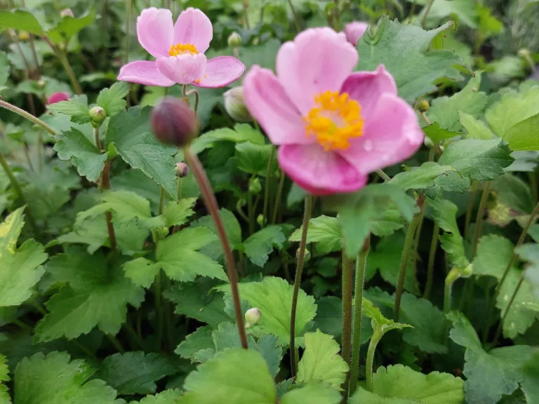 Anemone hupehensis 'Little Princess' (PBR)