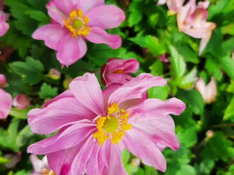 Anemone hupehensis 'Pocahontas' (PBR)