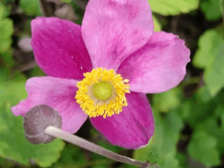 Anemone hupehensis 'Splendens'