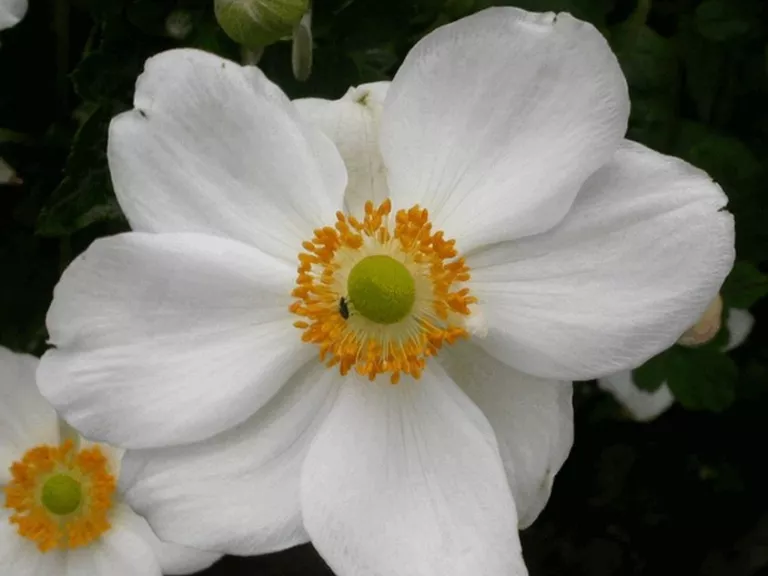 Anemone hybride 'Honorine Jobert'