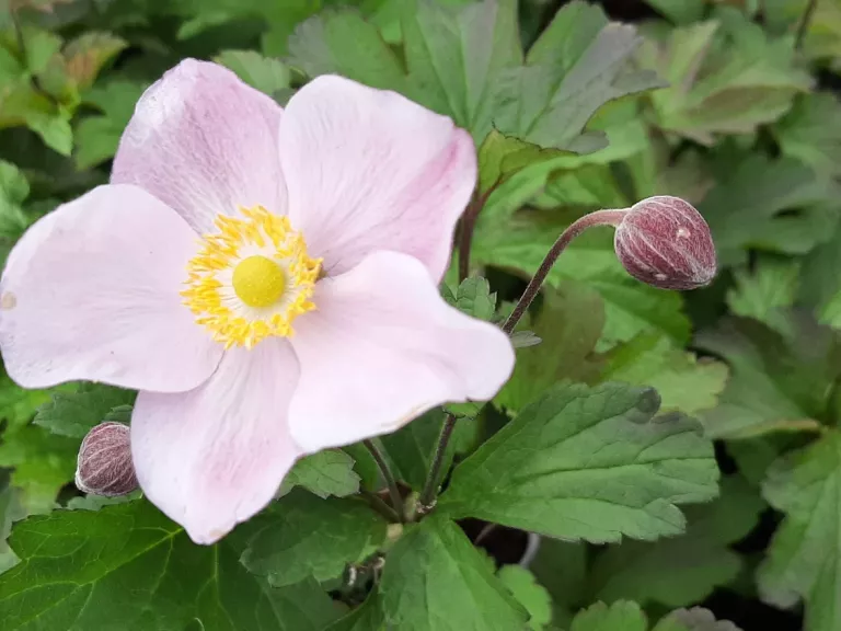 Anemone hybride 'Ouverture'