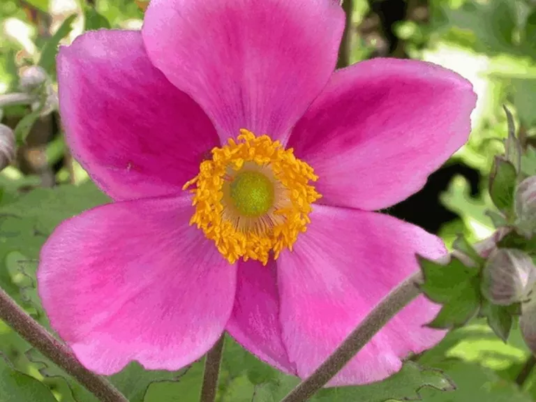 Anemone hybride 'Rotkäppchen'