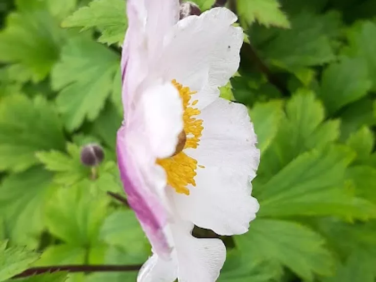 Anemone hybride 'Snow Angel' (PBR)