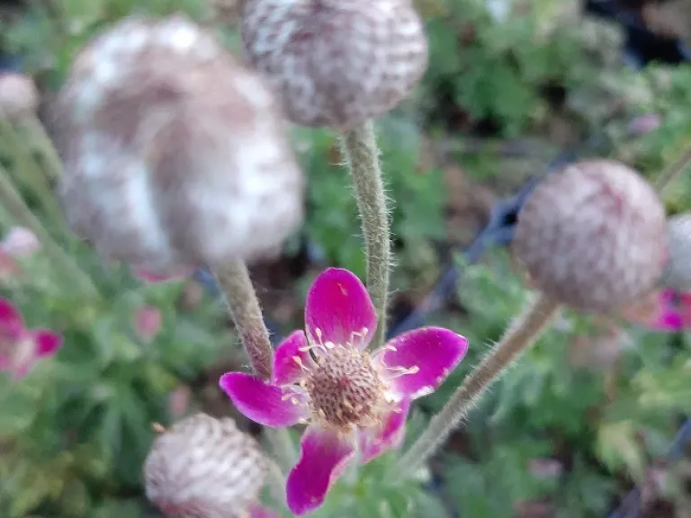 Anemone multifida 'Major'