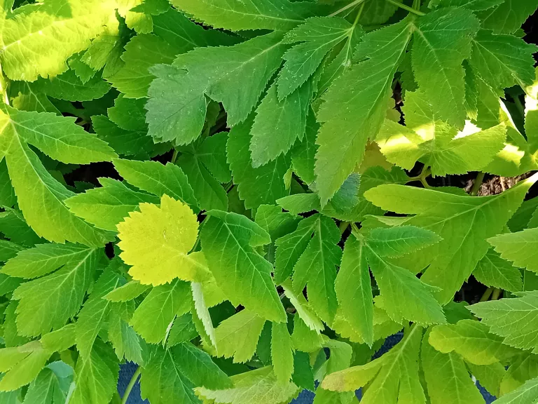 Angelica gigas