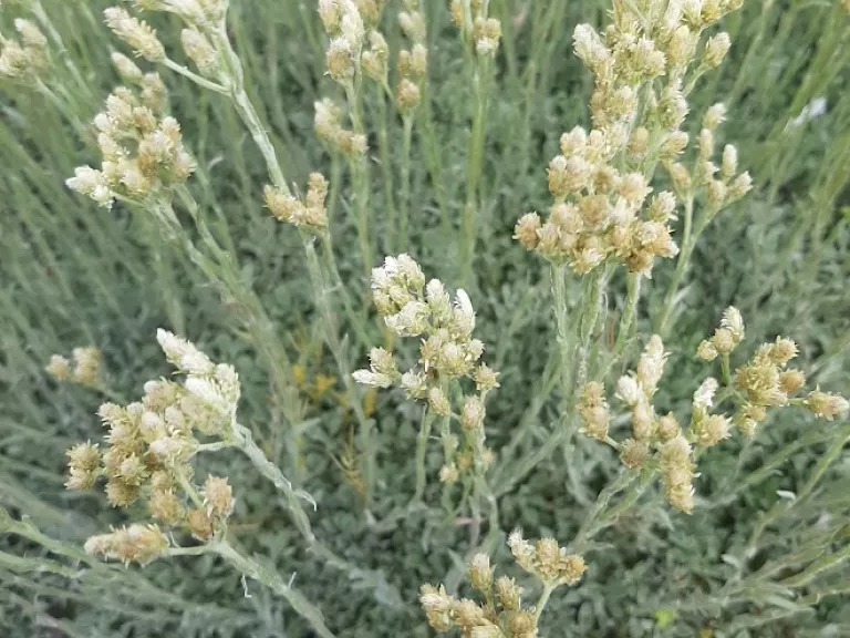 Antennaria dioica 'Alba'