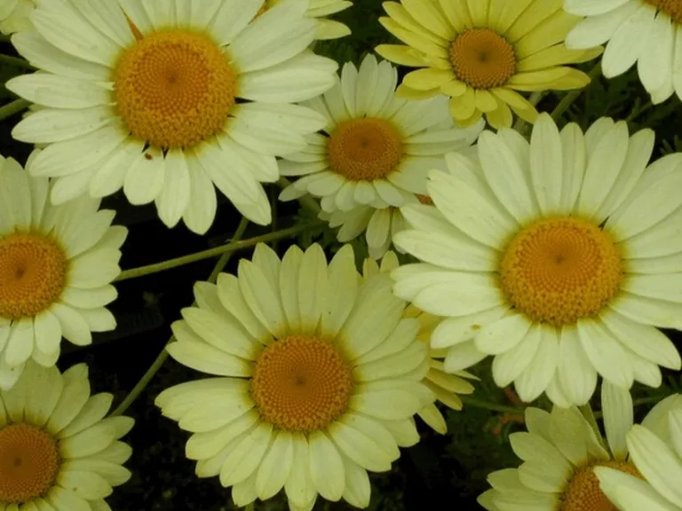 Anthemis hybride 'E.C. Buxton'