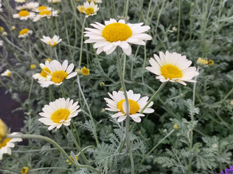 Anthemis hybride 'Susanna Mitchell'