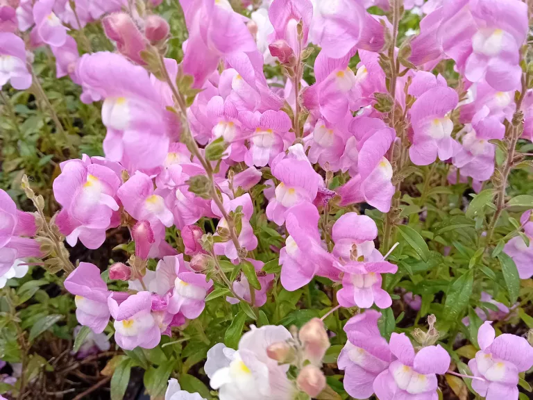 Antirrhinum majus 'Oh Thats Cute'