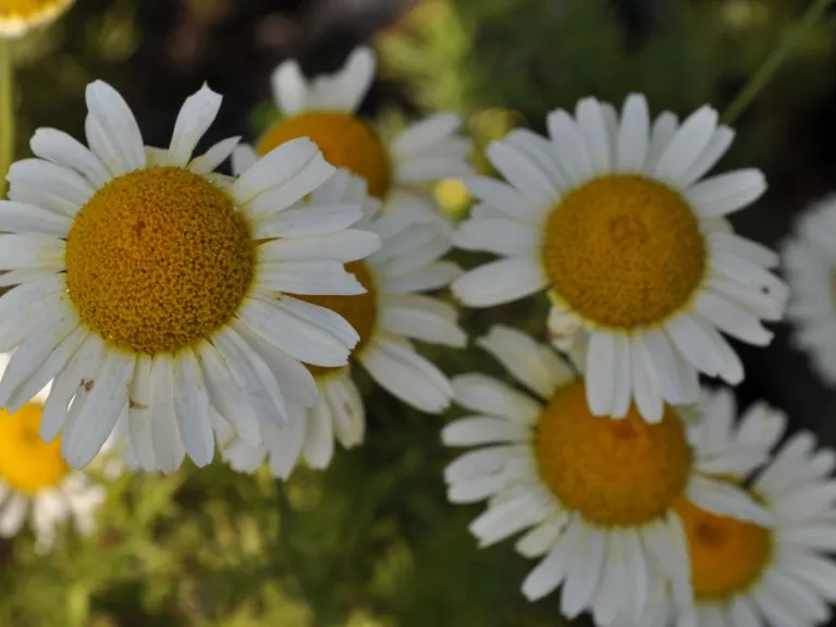 Anthemis tinctoria 'Lemon Ice'