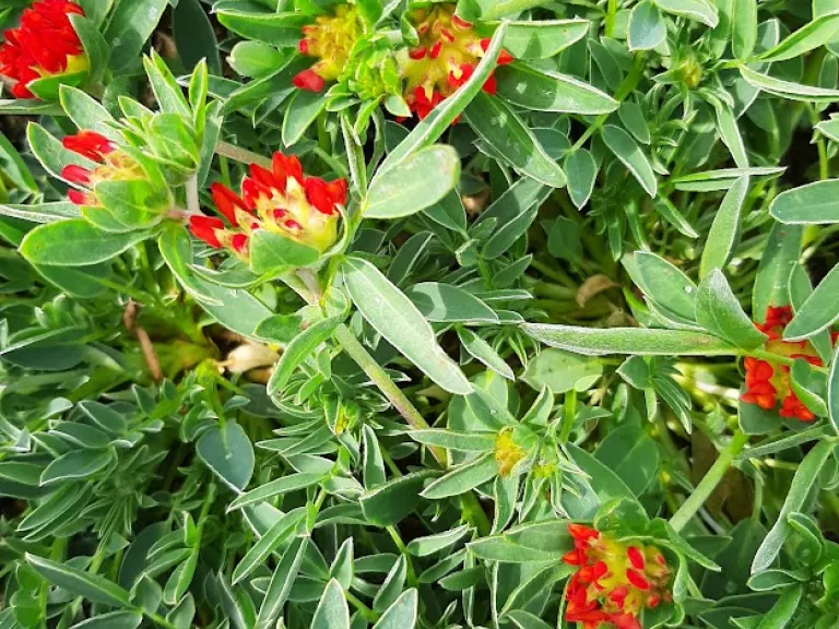 Anthyllis vulnaria 'Coccinea'