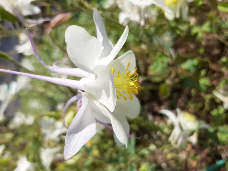 Aquilegia hybride 'Kristall'