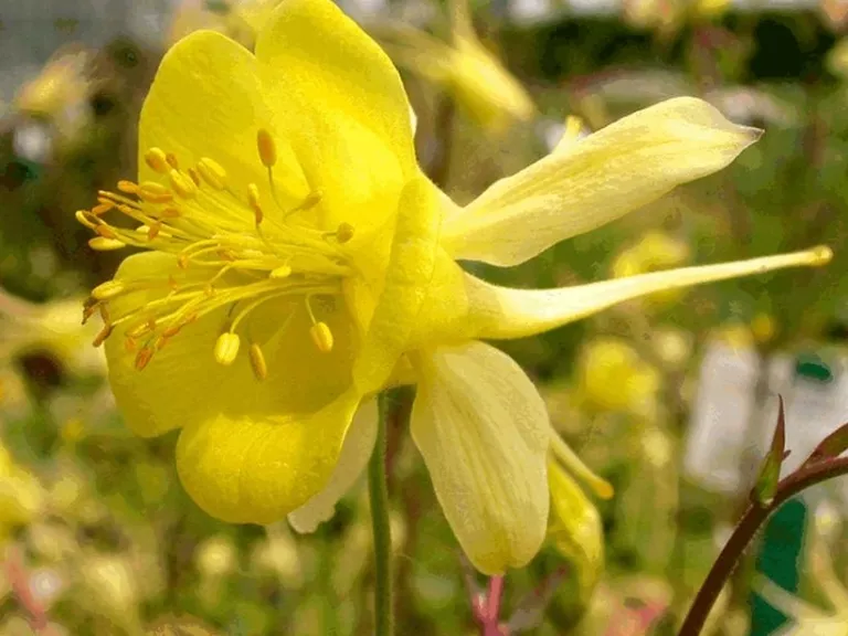 Aquilegia chrysantha 'Yellow Queen'