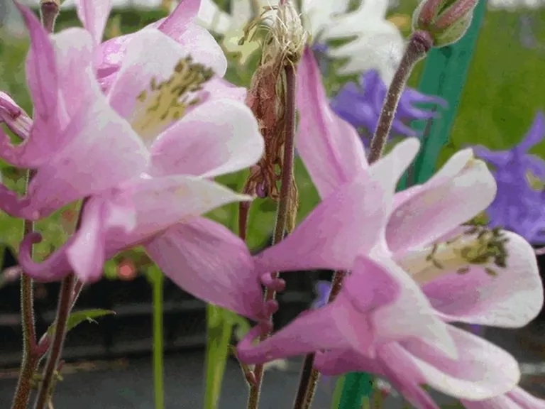 Aquilegia hybride 'Biedermeier'