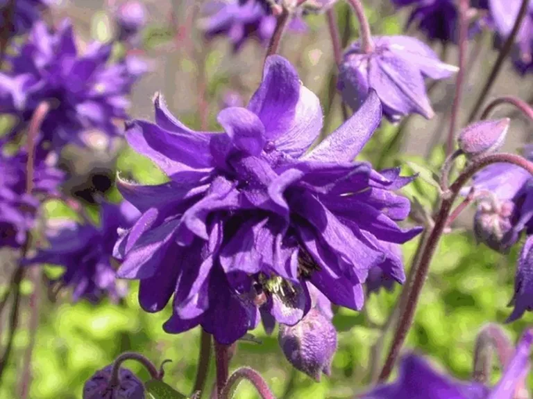 Aquilegia vulgaris 'Blue Barlow'