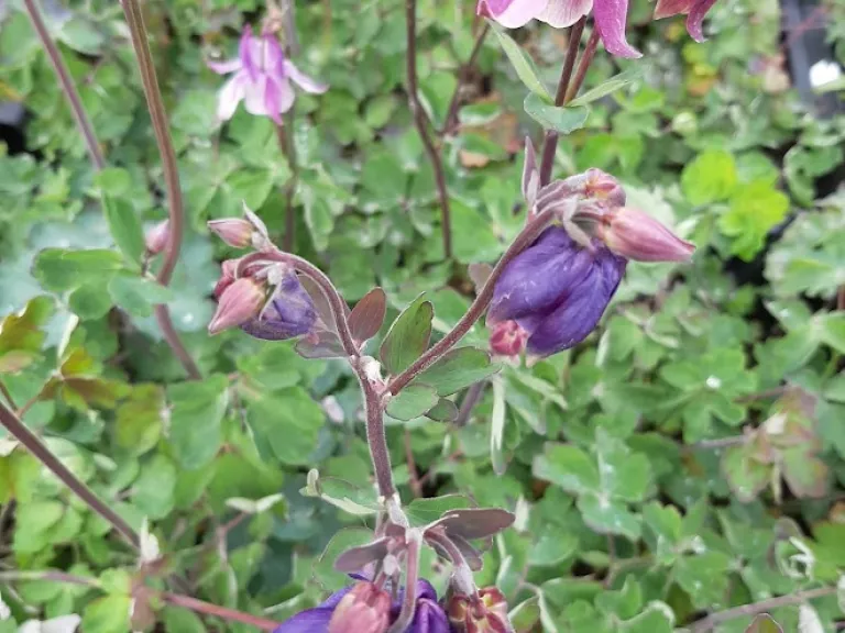 Aquilegia vulgaris 'Granmother's Garden'