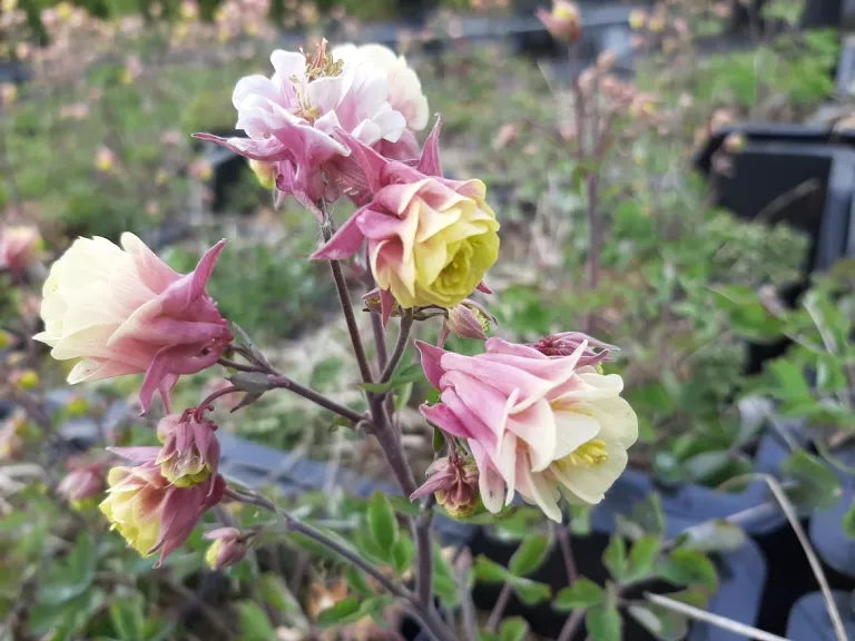 Aquilegia vulgaris 'Winky Double Rose & White'